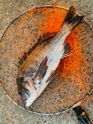 チヌの釣果