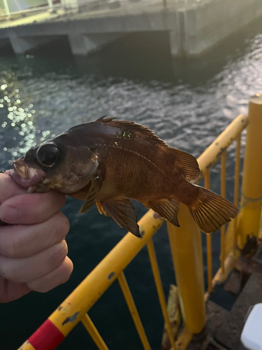 メバルの釣果