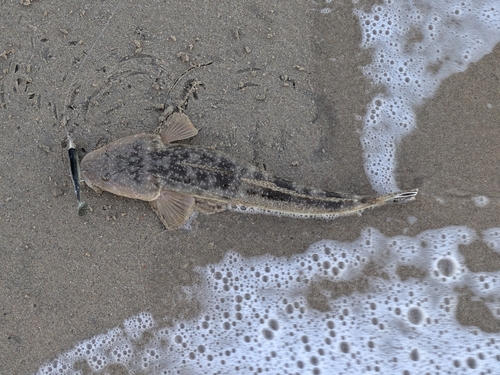 マゴチの釣果