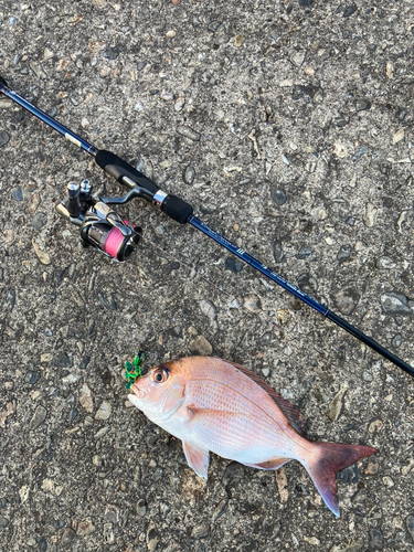 チャリコの釣果