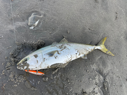 メジロの釣果