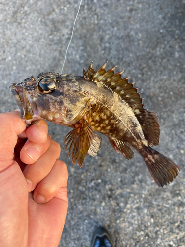 カサゴの釣果