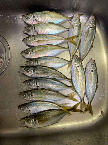 アジの釣果