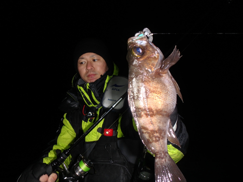 メバルの釣果