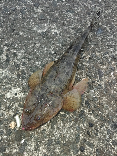 マゴチの釣果