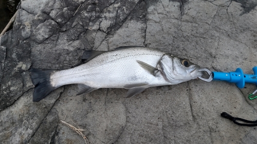 フッコ（ヒラスズキ）の釣果