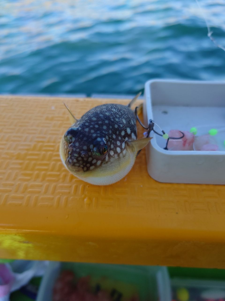 カワハギ太郎さんの釣果 3枚目の画像