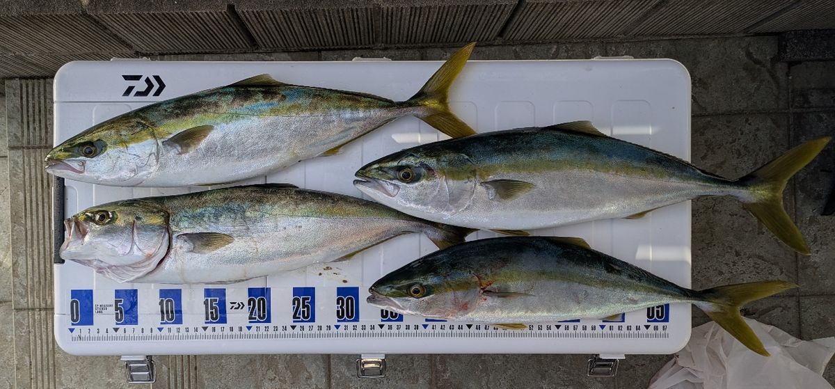 タコタチさんの釣果 1枚目の画像