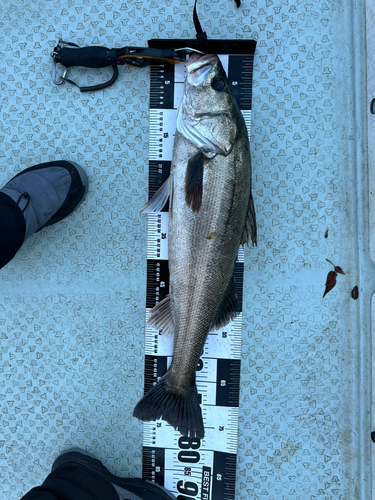 シーバスの釣果