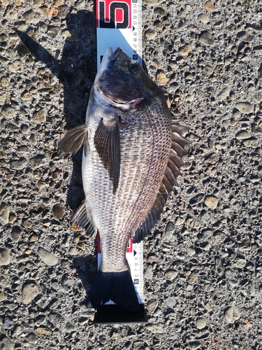 クロダイの釣果