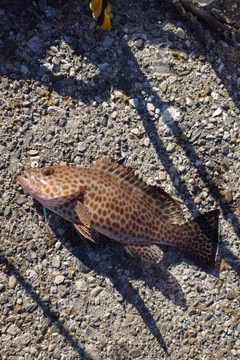 オオモンハタの釣果