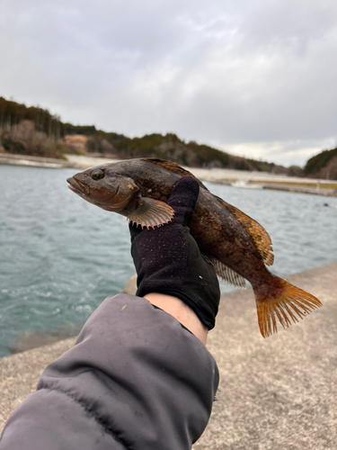 アイナメの釣果