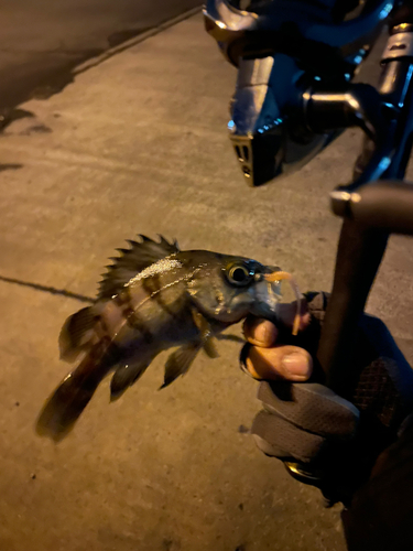 メバルの釣果