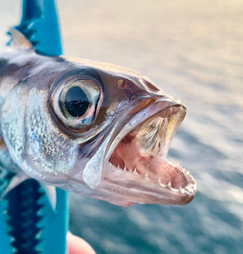 ムツの釣果