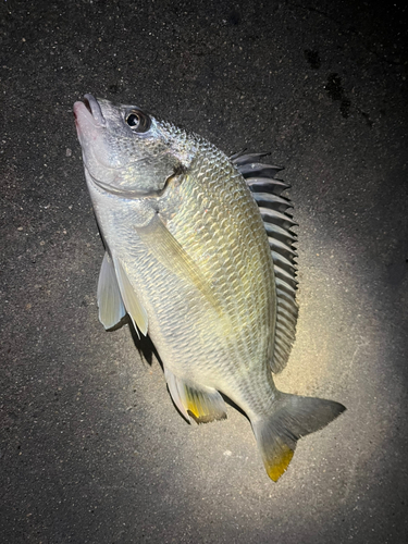 キビレの釣果