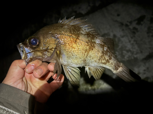 シロメバルの釣果