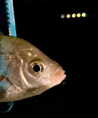 タナゴの釣果