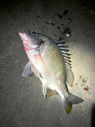 キビレの釣果