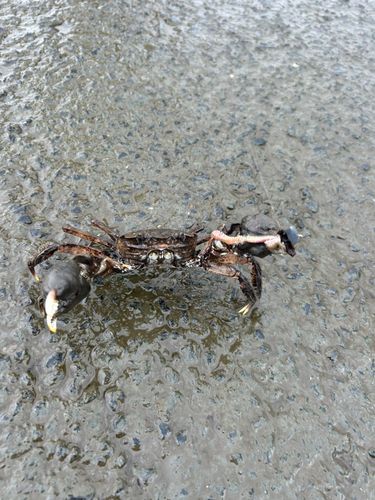 カニの釣果