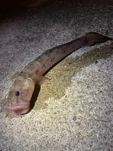 マハゼの釣果