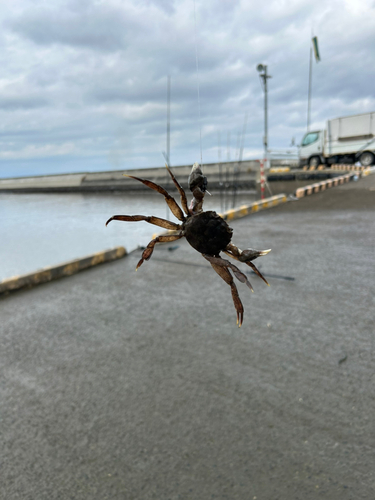 カニの釣果