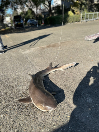 ドチザメの釣果