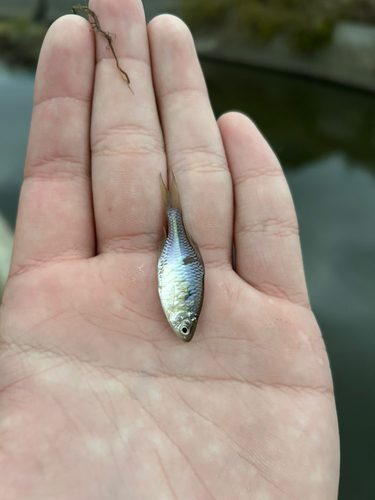 タナゴの釣果