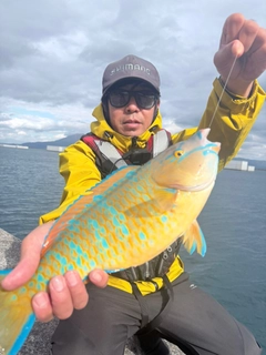 ヒブダイの釣果