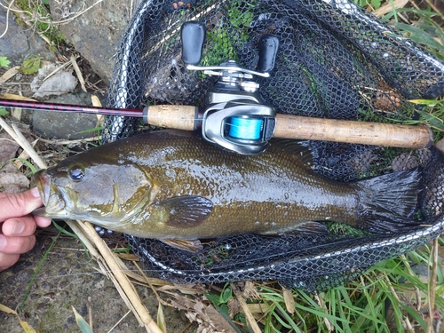 スモールマウスバスの釣果