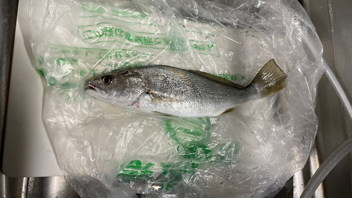 ニベの釣果