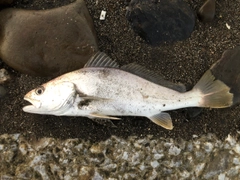 オオニベの釣果