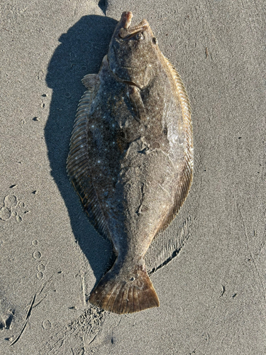 カレイの釣果