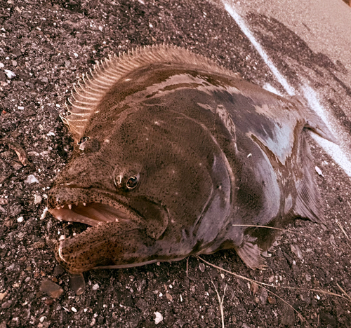 ヒラメの釣果