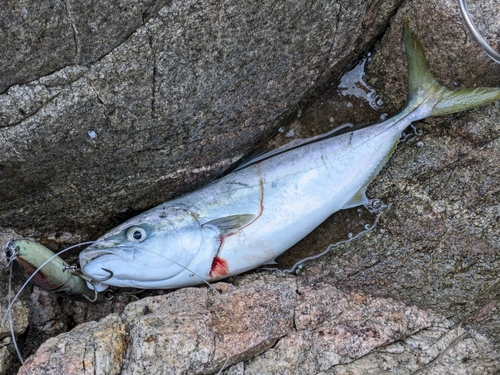 ヤズの釣果