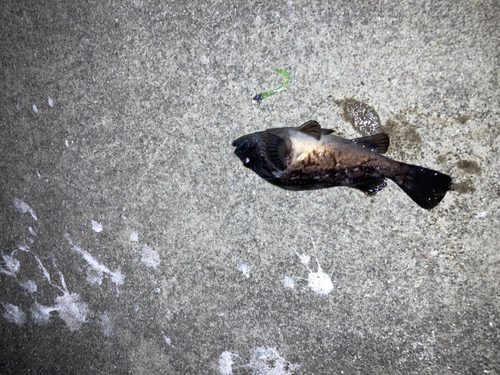 クロソイの釣果