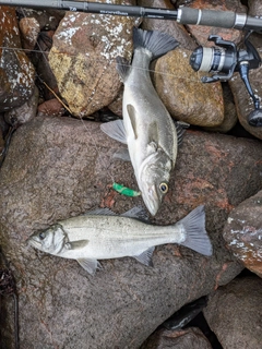 ヒラスズキの釣果