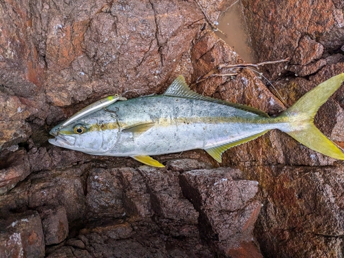 ヒラマサの釣果