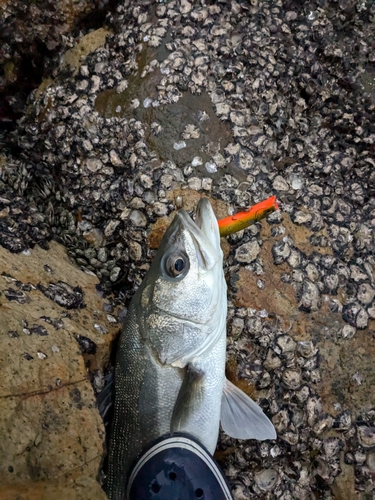 マルスズキの釣果