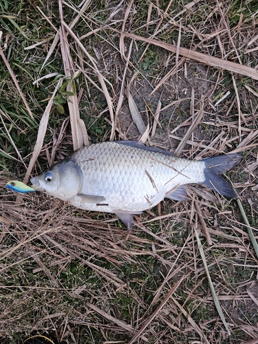 ヘラブナの釣果