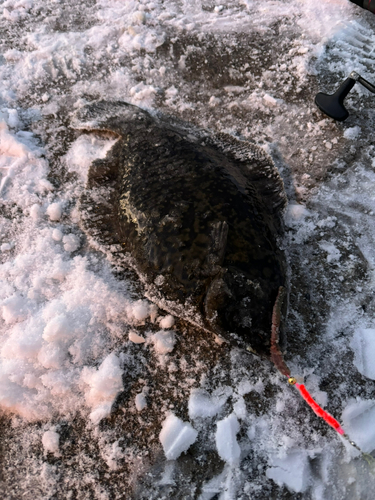 クロガシラガレイの釣果