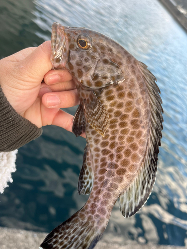 オオモンハタの釣果