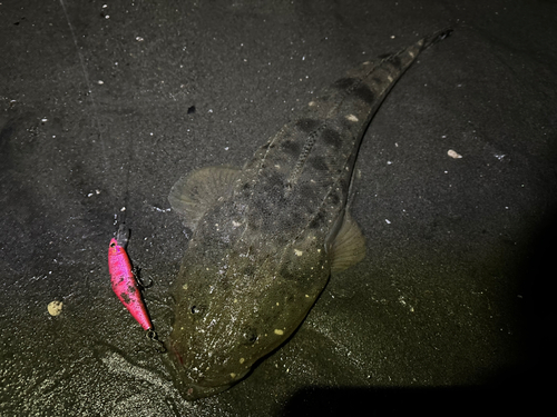 マゴチの釣果