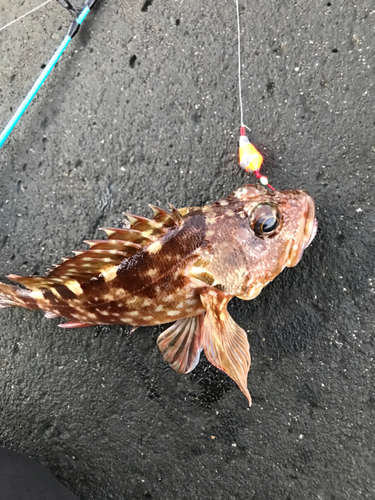 カサゴの釣果