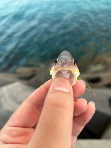 ニセクロホシフエダイの釣果