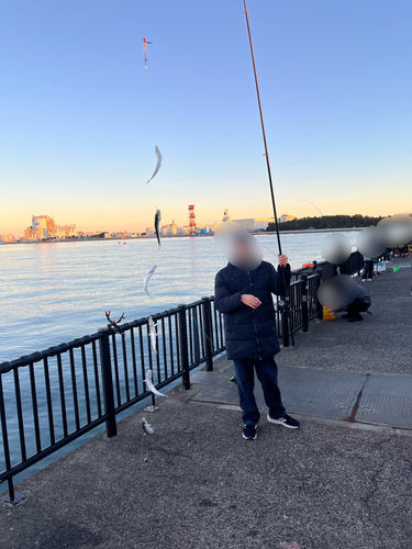 イワシの釣果