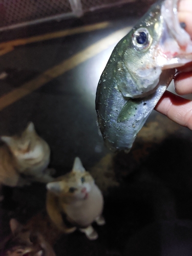 トウゴロウイワシの釣果