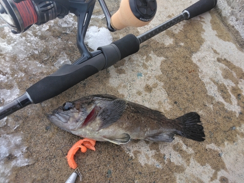 クロソイの釣果