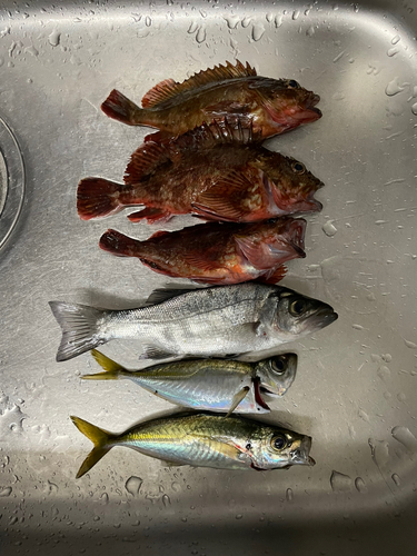 アジの釣果