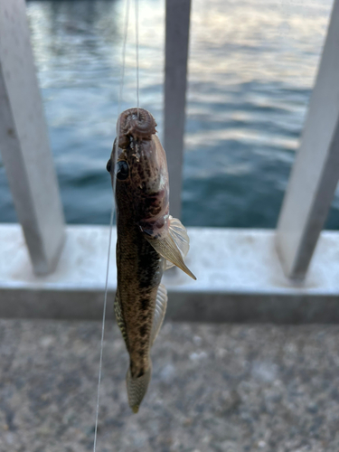 マハゼの釣果