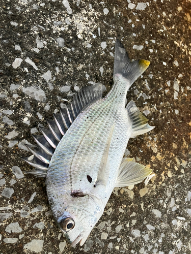 キチヌの釣果